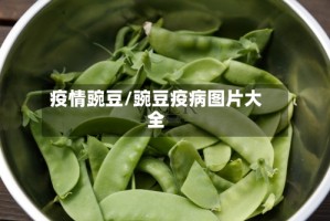 疫情豌豆/豌豆疫病图片大全