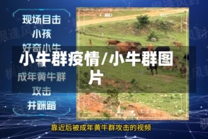 小牛群疫情/小牛群图片