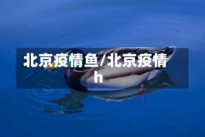 北京疫情鱼/北京疫情h