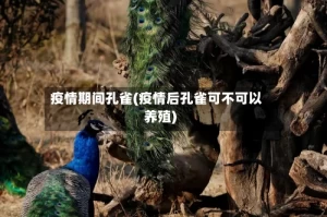 疫情期间孔雀(疫情后孔雀可不可以养殖)