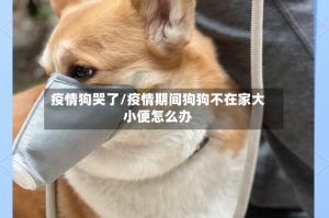 疫情狗哭了/疫情期间狗狗不在家大小便怎么办