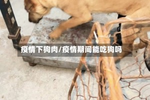 疫情下狗肉/疫情期间能吃狗吗