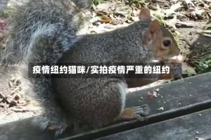 疫情纽约猫咪/实拍疫情严重的纽约