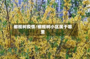 橄榄树疫情/橄榄树小区属于哪里