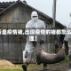 【后盖疫情猪,出现疫情的猪都怎么处理】