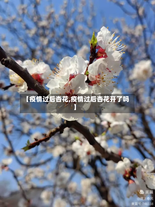 【疫情过后杏花,疫情过后杏花开了吗】-第1张图片