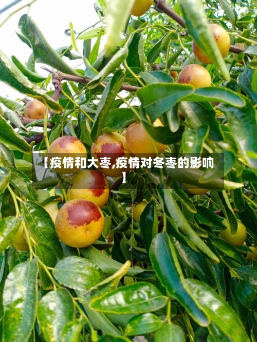 【疫情和大枣,疫情对冬枣的影响】-第2张图片
