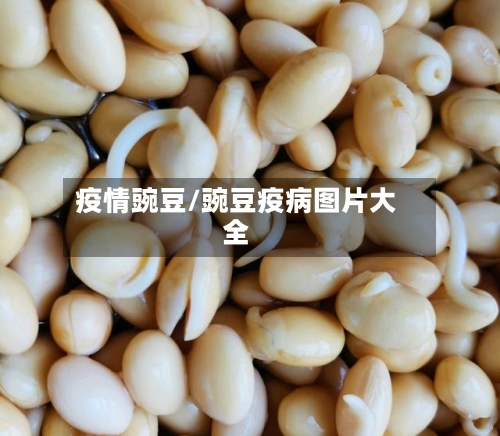 疫情豌豆/豌豆疫病图片大全-第2张图片