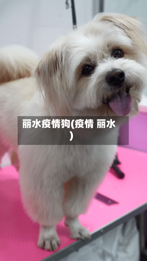 丽水疫情狗(疫情 丽水)-第1张图片