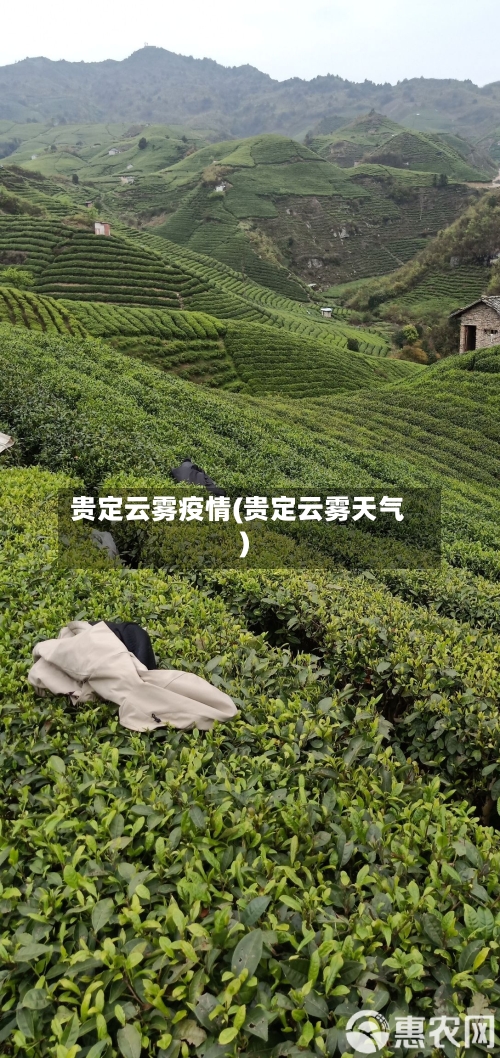 贵定云雾疫情(贵定云雾天气)-第2张图片