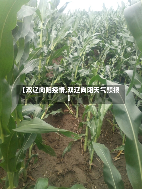 【双辽向阳疫情,双辽向阳天气预报】-第1张图片