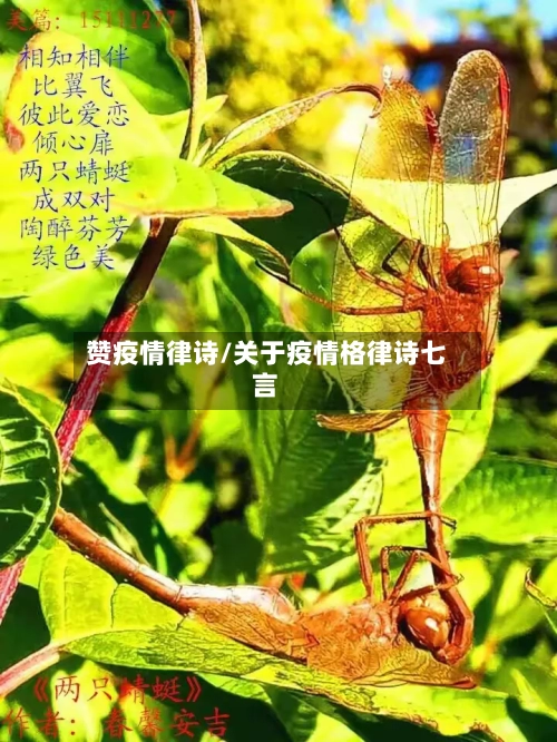 赞疫情律诗/关于疫情格律诗七言-第1张图片