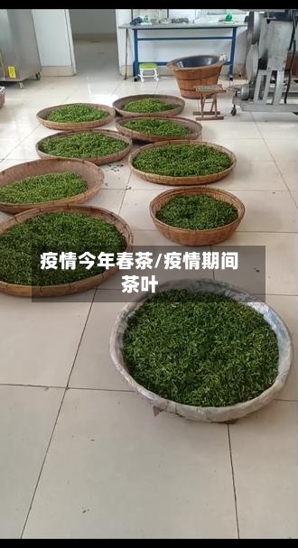 疫情今年春茶/疫情期间茶叶-第1张图片