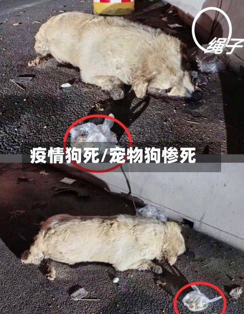 疫情狗死/宠物狗惨死-第3张图片