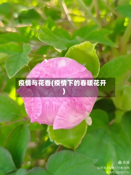 疫情与花香(疫情下的春暖花开)-第1张图片