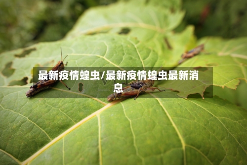 最新疫情蝗虫/最新疫情蝗虫最新消息-第1张图片