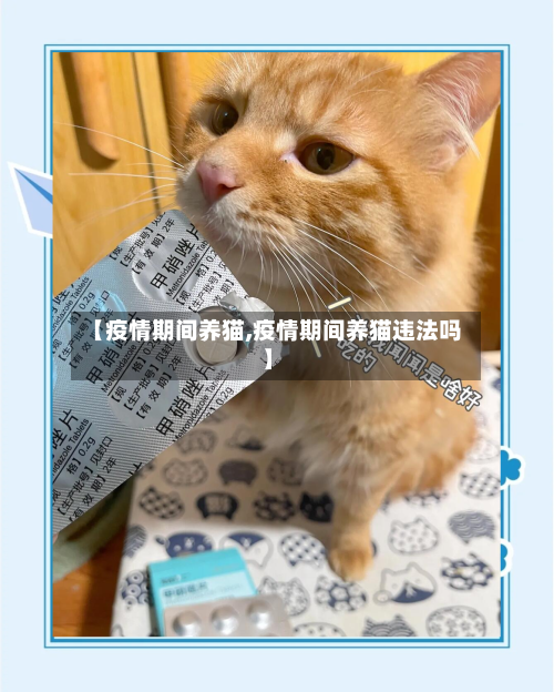 【疫情期间养猫,疫情期间养猫违法吗】-第1张图片