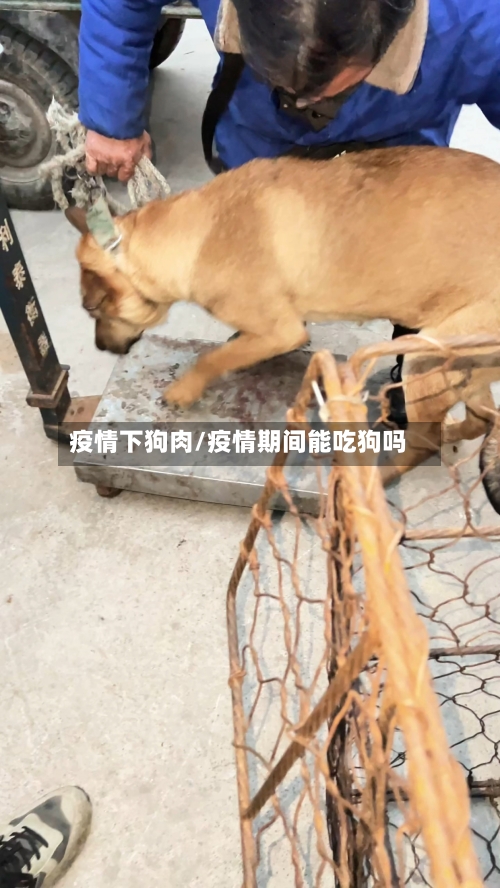 疫情下狗肉/疫情期间能吃狗吗-第1张图片