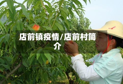 店前镇疫情/店前村简介-第1张图片