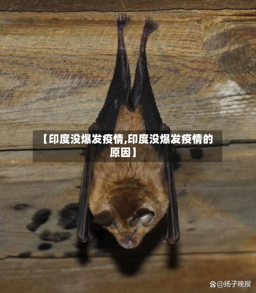 【印度没爆发疫情,印度没爆发疫情的原因】-第1张图片