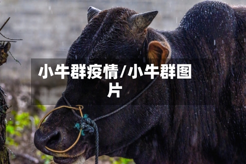 小牛群疫情/小牛群图片-第2张图片