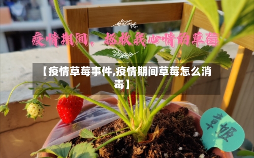 【疫情草莓事件,疫情期间草莓怎么消毒】-第1张图片