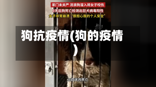 狗抗疫情(狗的疫情)-第1张图片